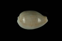 藏品(銀絲寶螺)的圖片